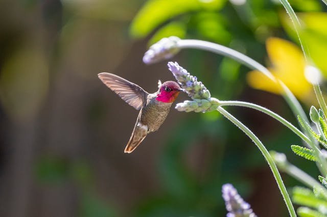 Close-Up Shot of a Flying Hummingbird